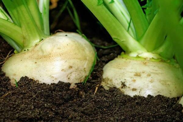 Planting turnip