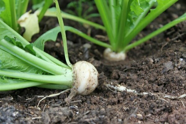 planting turnip seeds