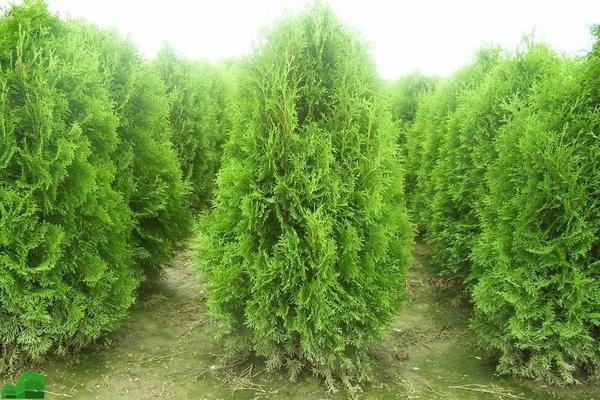 Thuja: planting and care