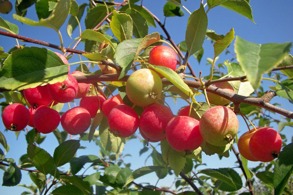 fotografija stabla jabuke ranetka