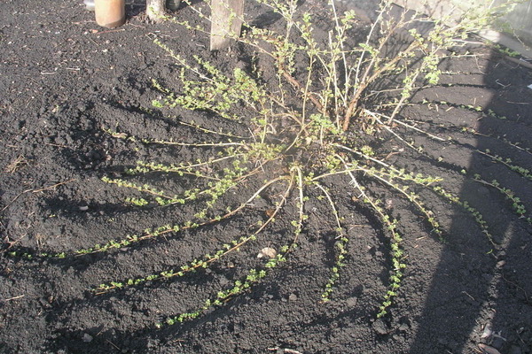 Gooseberry propagation