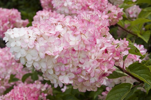 de beste soorten hortensia's