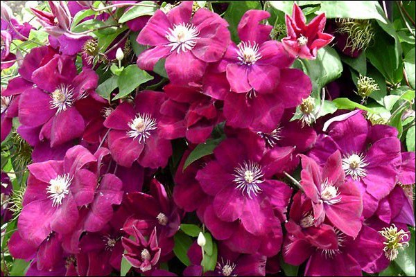 about clematis 3 pruning groups