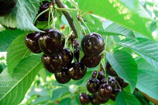 varieties of cherries