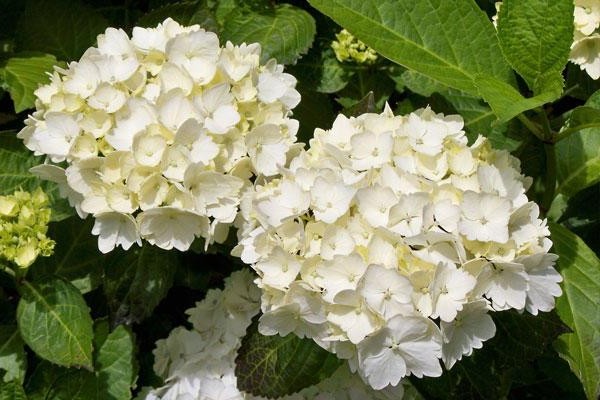 hydrangea large-leaved planting + and care