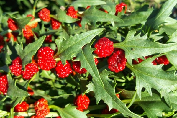 spinach-raspberry strawberry