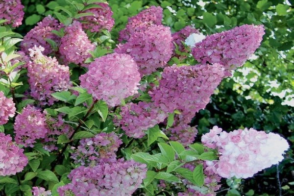 les meilleures variétés d'hortensias