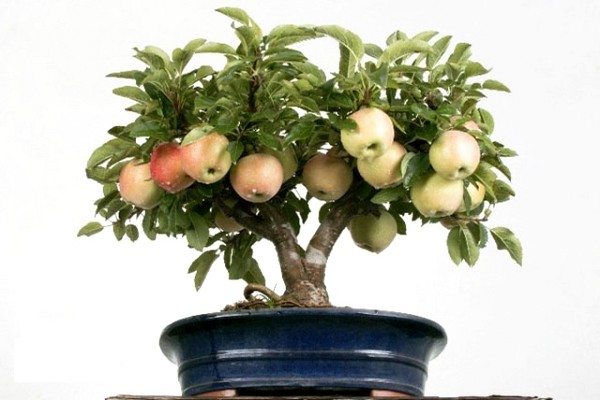 dyrking av et epletre + av frø