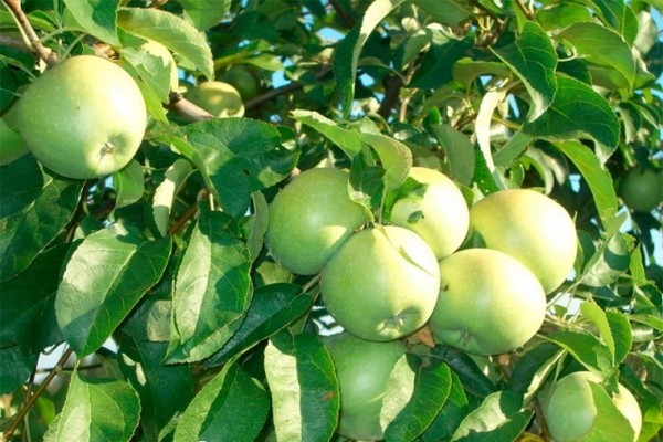 ябълки семеренко снимка