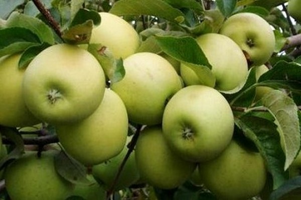 apple variety semerenko
