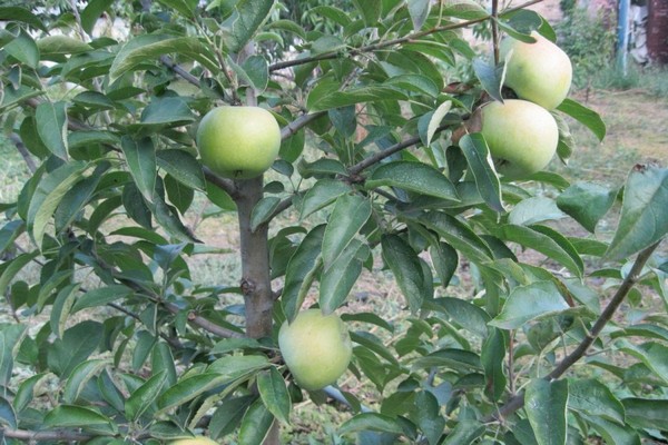 variété de pomme semerenko