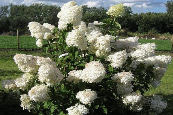 ang pinakamahusay na mga pagkakaiba-iba ng hydrangeas