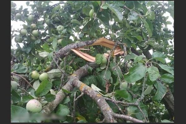 Grana stabla jabuke slomila se što učiniti