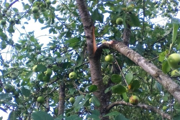 Grenen av epletreet brøt hva de skulle gjøre
