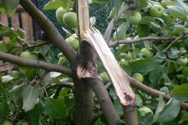 hva skal jeg gjøre hvis en gren av et ungt epletre brytes