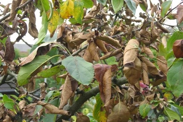 pourquoi + les feuilles du pommier sèchent