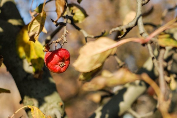 lišće suho + na stablu jabuke