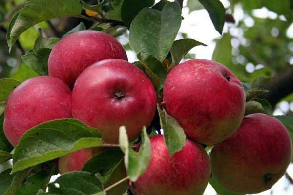 đánh giá cây táo solmentar