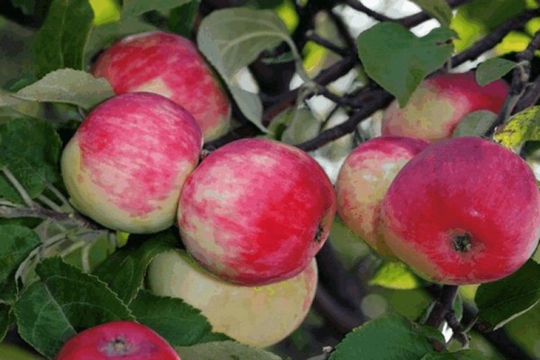 odrůda jablek solntsedar