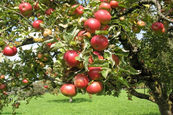 variété de pomme solntsedar