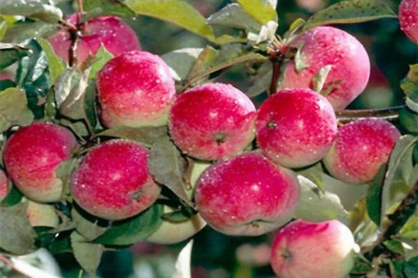 снимка на ябълково дърво