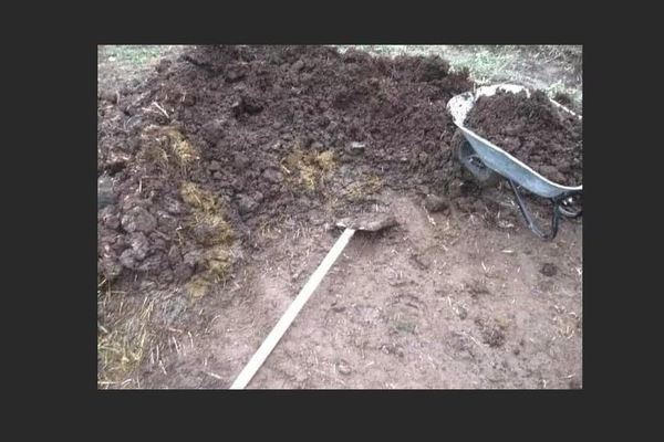 How to use pig manure as fertilizer