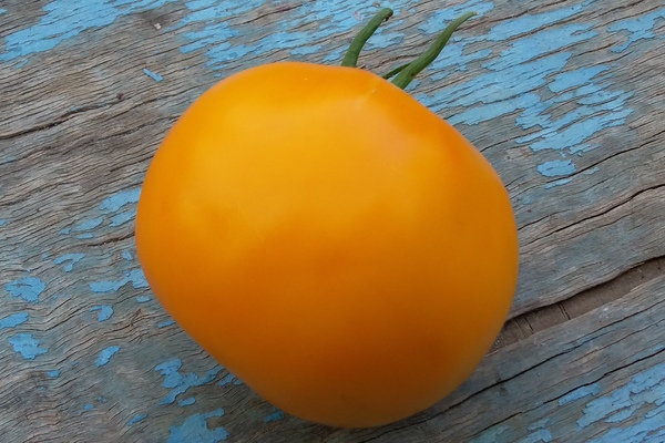 Persimmon tomato description