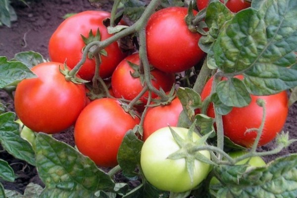 tomate petit chaperon rouge avis photo