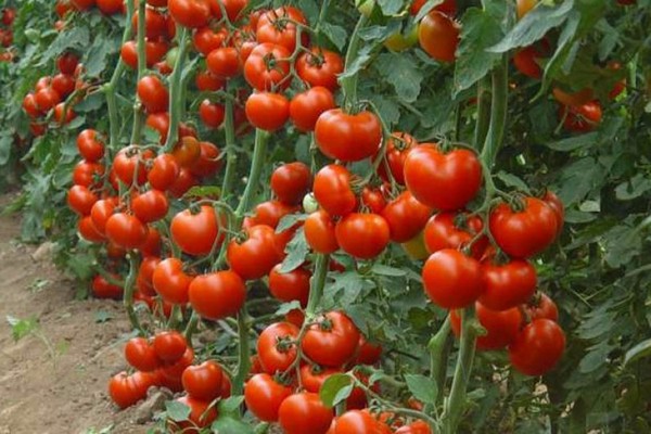 popis červenej paradajky s kapucňou