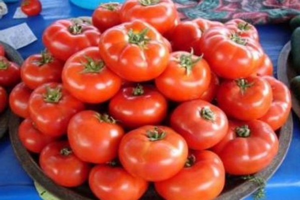 tomate petit chaperon rouge photo