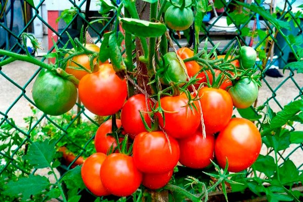 paradajková gurmánska fotka