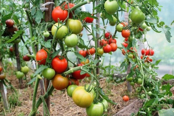 paglalarawan ng tomato gourmet