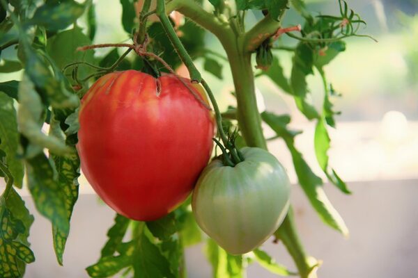 Paglalarawan ng pagkakaiba-iba ng Tomato Grandee