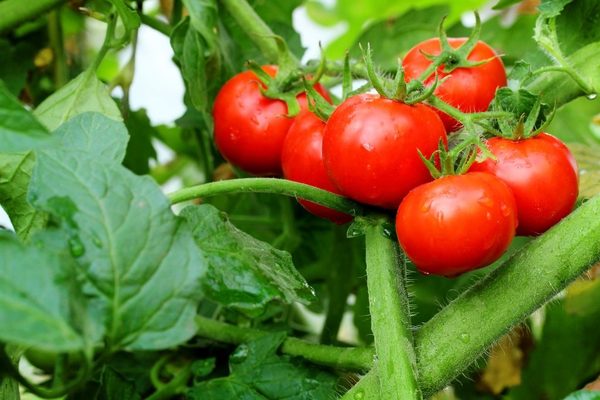 Pagsabog ng Tomato: larawan