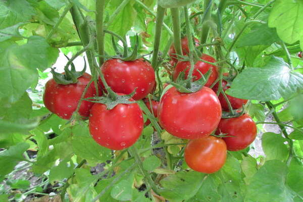 varieties of tomatoes for the Moscow region