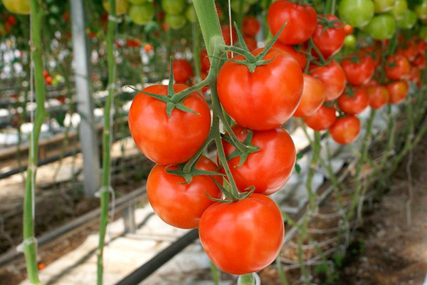 the best varieties of tomatoes for the Moscow region