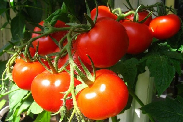 tomatoes for the Moscow region reviews