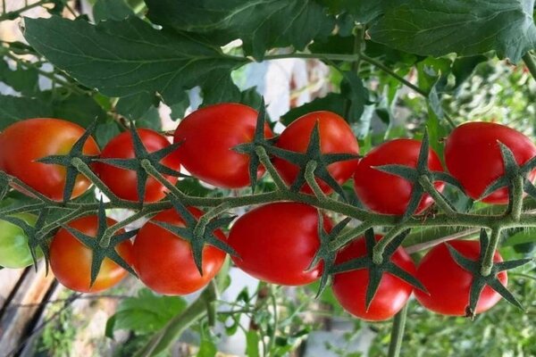 tomatoes of the Moscow region