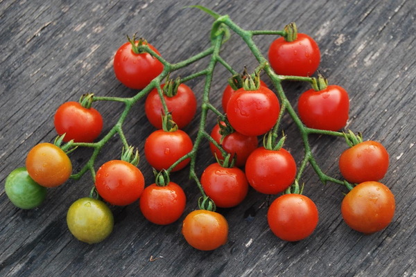 the best varieties of tomatoes for the Moscow region