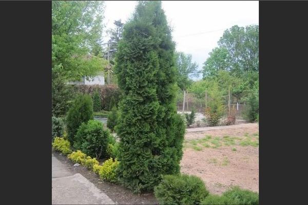 Thuja Fastigiata: photo, recommendations for choosing a place for landing