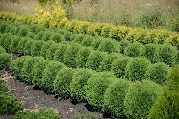 Thuja Woodwardi: description, general information about the variety
