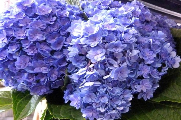 hydrangea large-leaved planting + and care
