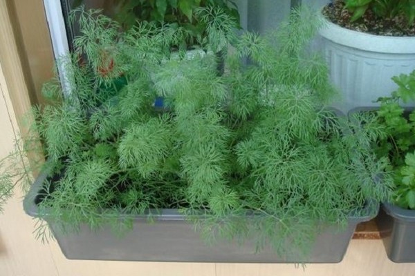 Dill at home on the windowsill
