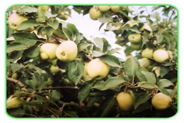 Uralská hromadná fotografia jabloní