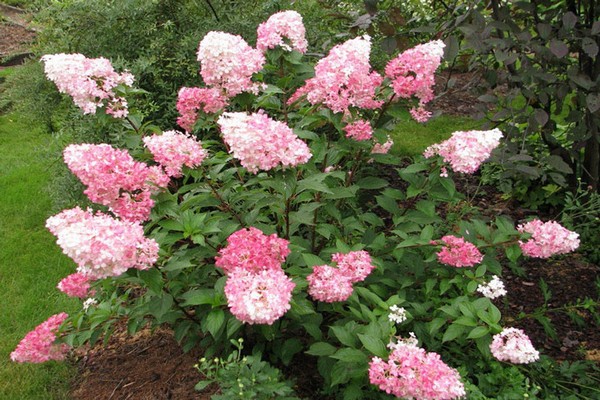 hydrangea species