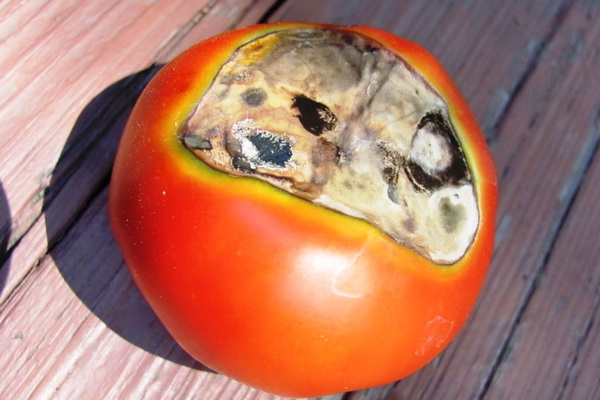 Rot atas tomato
