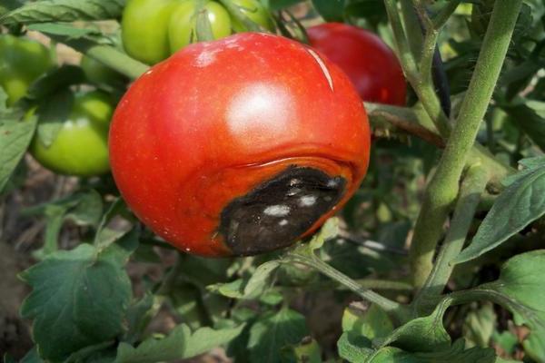 Top rot on tomatoes