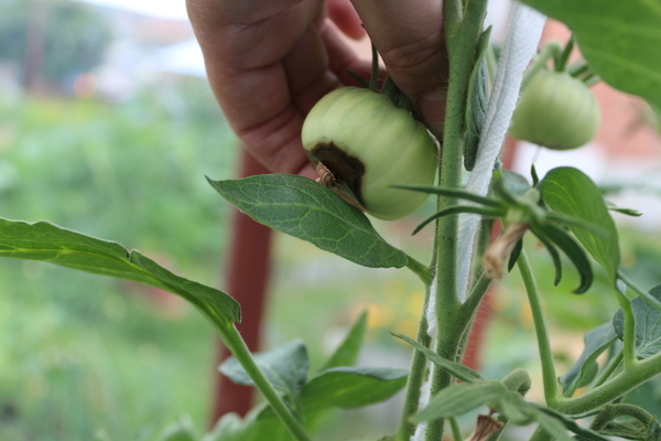 Top rot on tomatoes: what to do