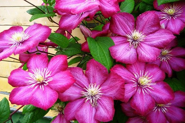 variety of clematis photos + and names