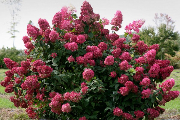 as melhores variedades de hortênsias